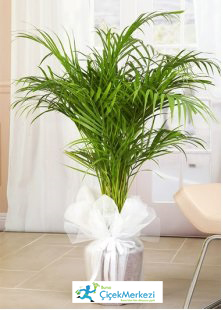 ARECA bursa çiçek